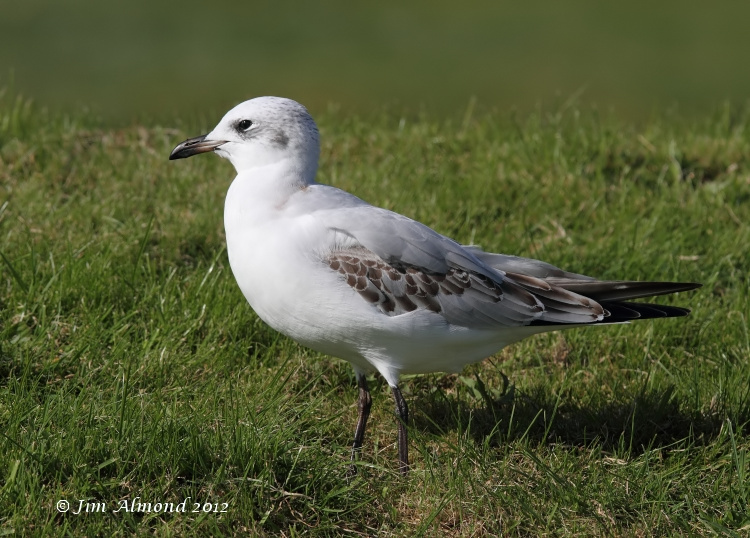Mediterraneran Gull 1st Winter on grass 29 9 12  IMG_9638